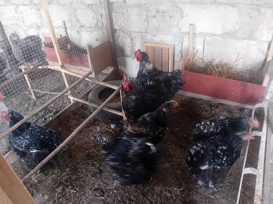 Кохінхін Мраморний