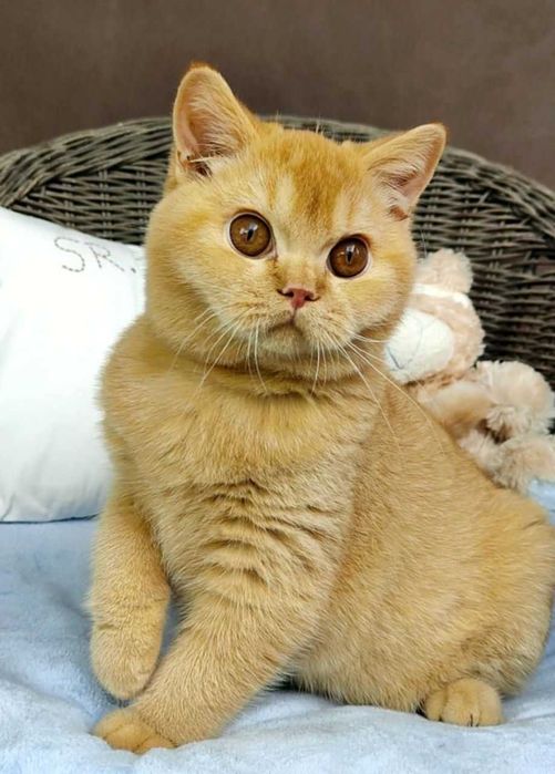 Kocurek Brytyjski rudy Prawdziwy rodowód FPL, FIFe gotowy do odbioru