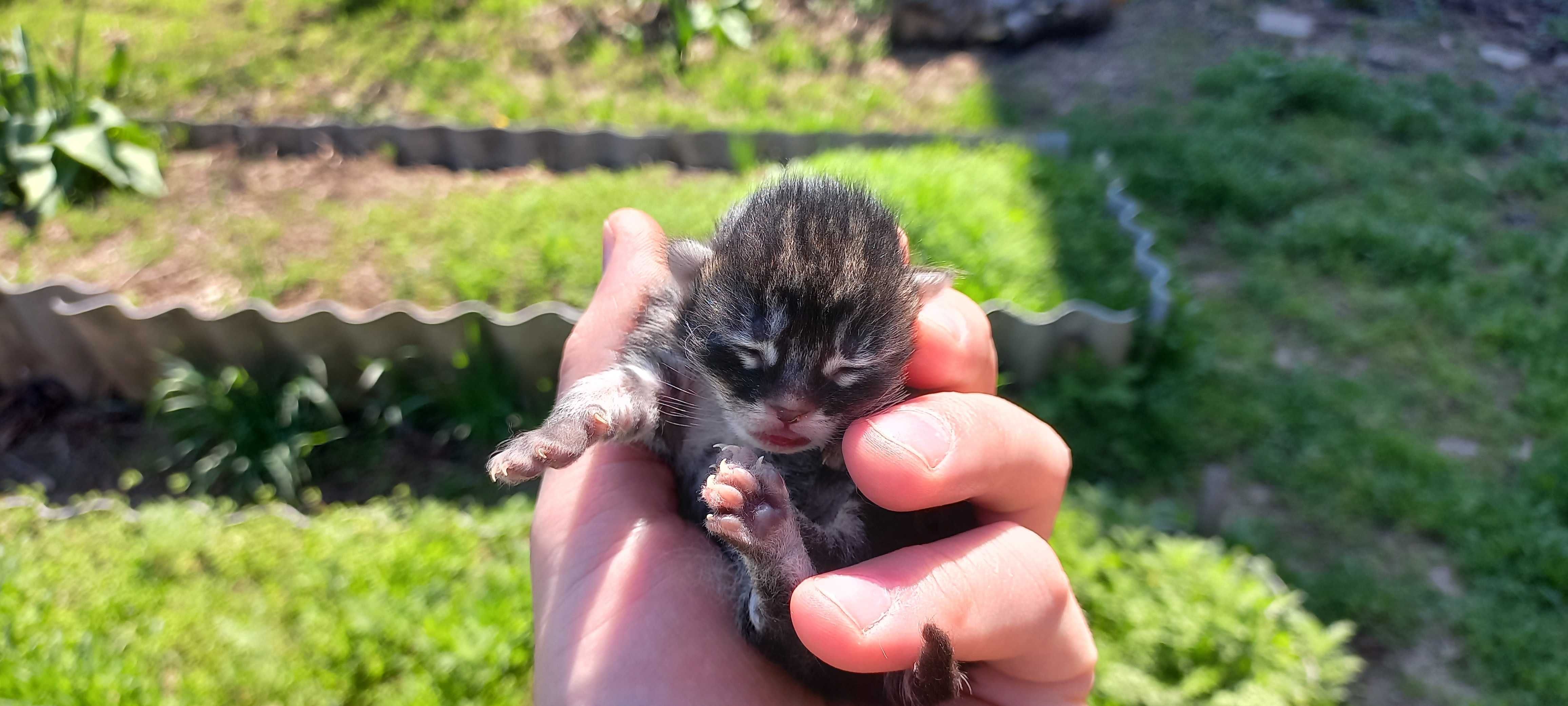 Отдам прекрасных малышей котят в добрые милосердные руки