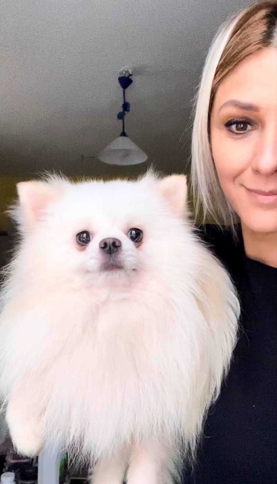 Szpic miniaturowy pomeranian
