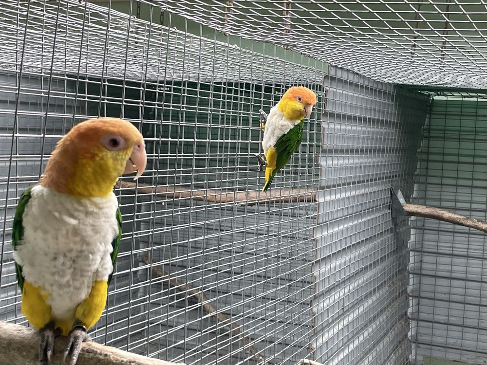 Casal Pionites L. Xanthomerius