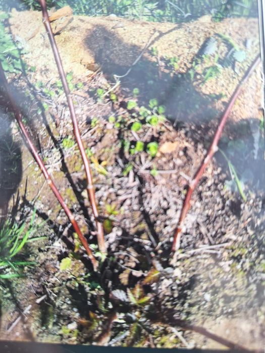 Jeżyna bezkolcowa, duże i słodkie owoce 3 szt.