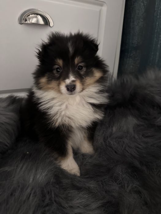 Suczka tricolor owczarek szetlandzki sheltie