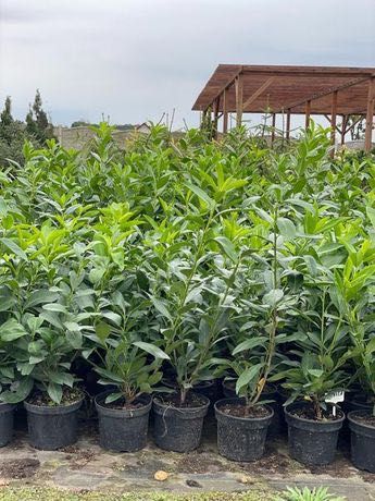 Laurowiśnia Novita Zimozielona 25 zł