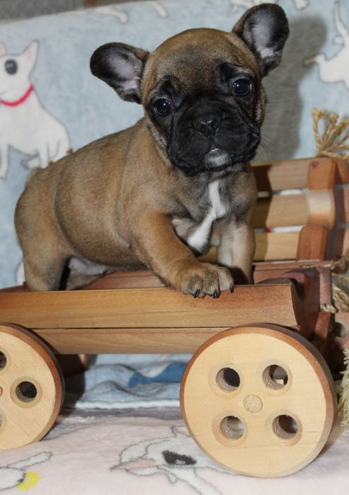 Маленька красуня вкраде ваше серце