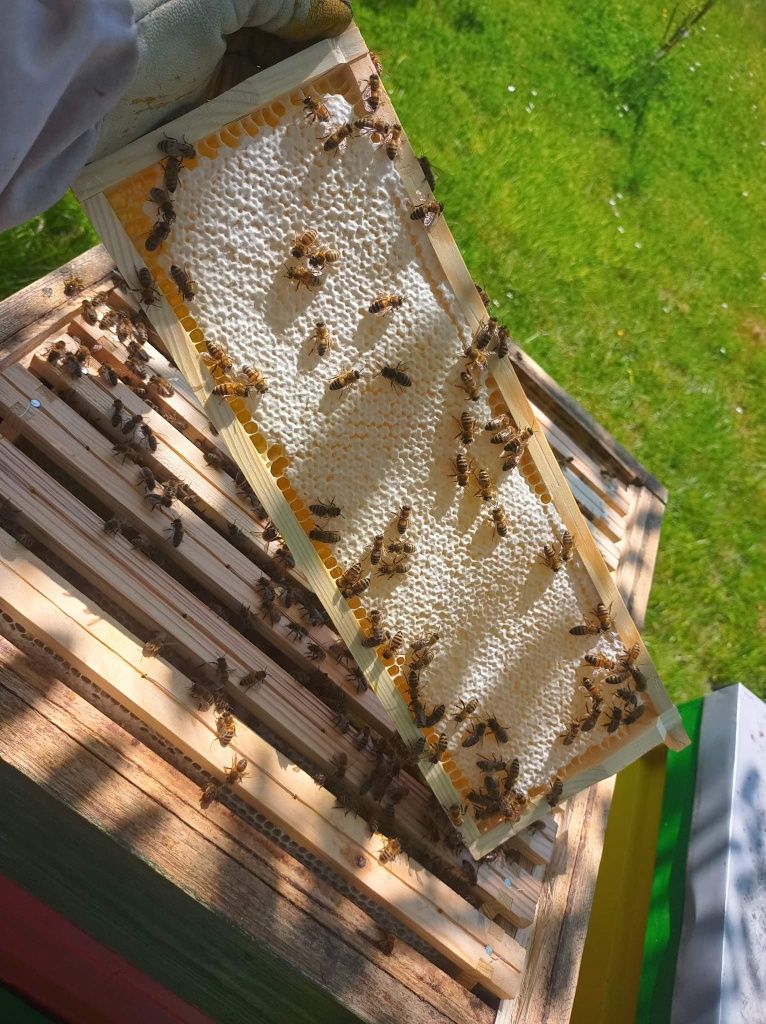 Naturalny miód z rodzinnej pasieki z dostawą