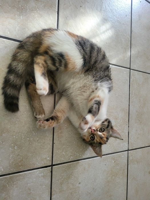 Oddam kotkę w dobre ręce.