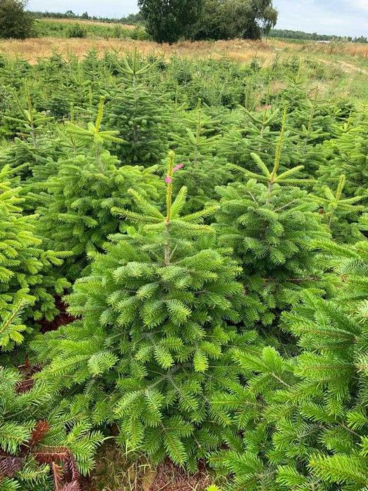 Choinki w donicach jodła kaukaska prosto z Danii klasa PRIMA!