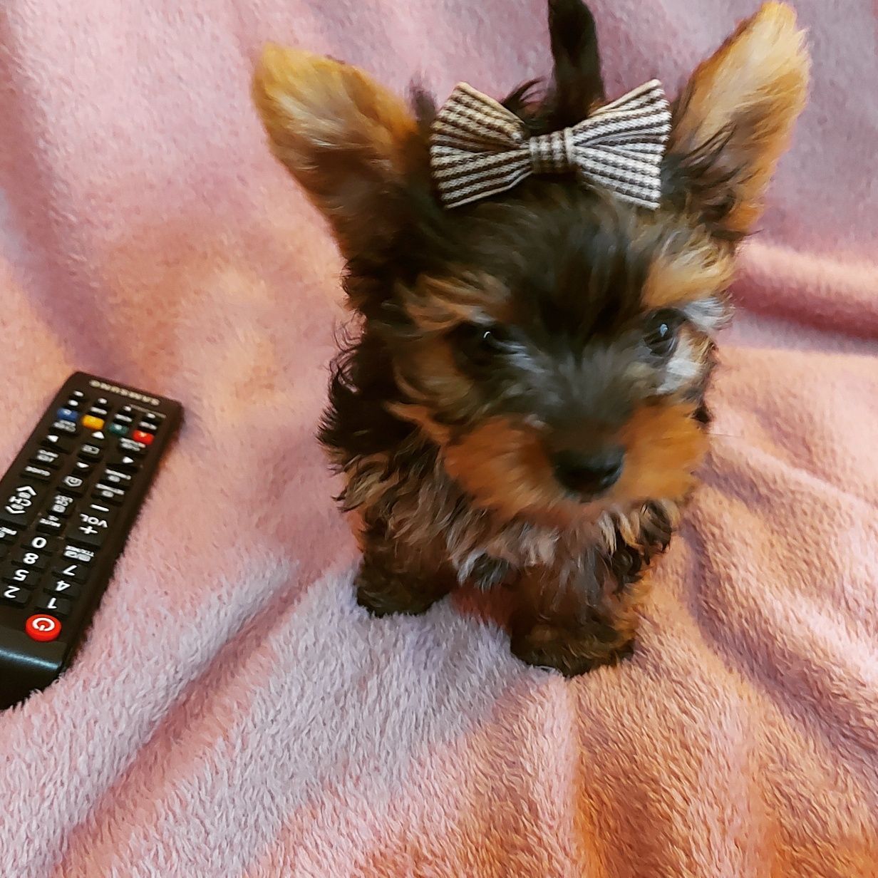 Yorkshire Terrier Fêmea e macho