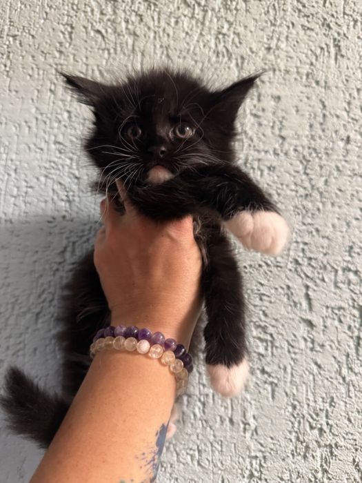 Кошенята мейн кун,дівчатка