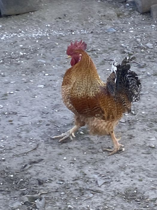 Продам півника є 2-3 шт