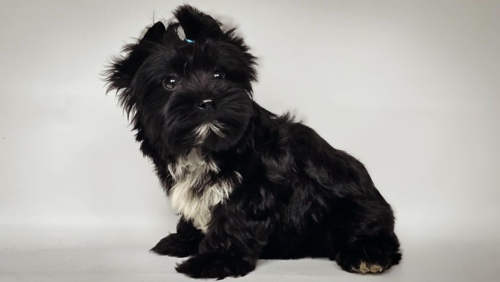 Yorkshire terrier suczka Odessa
