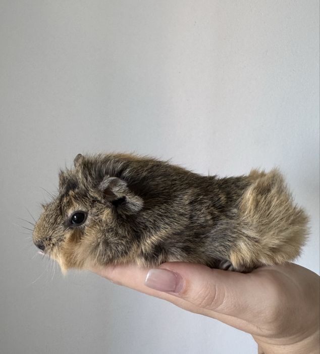 świnka morska - kawia domowa - rozetka - samica