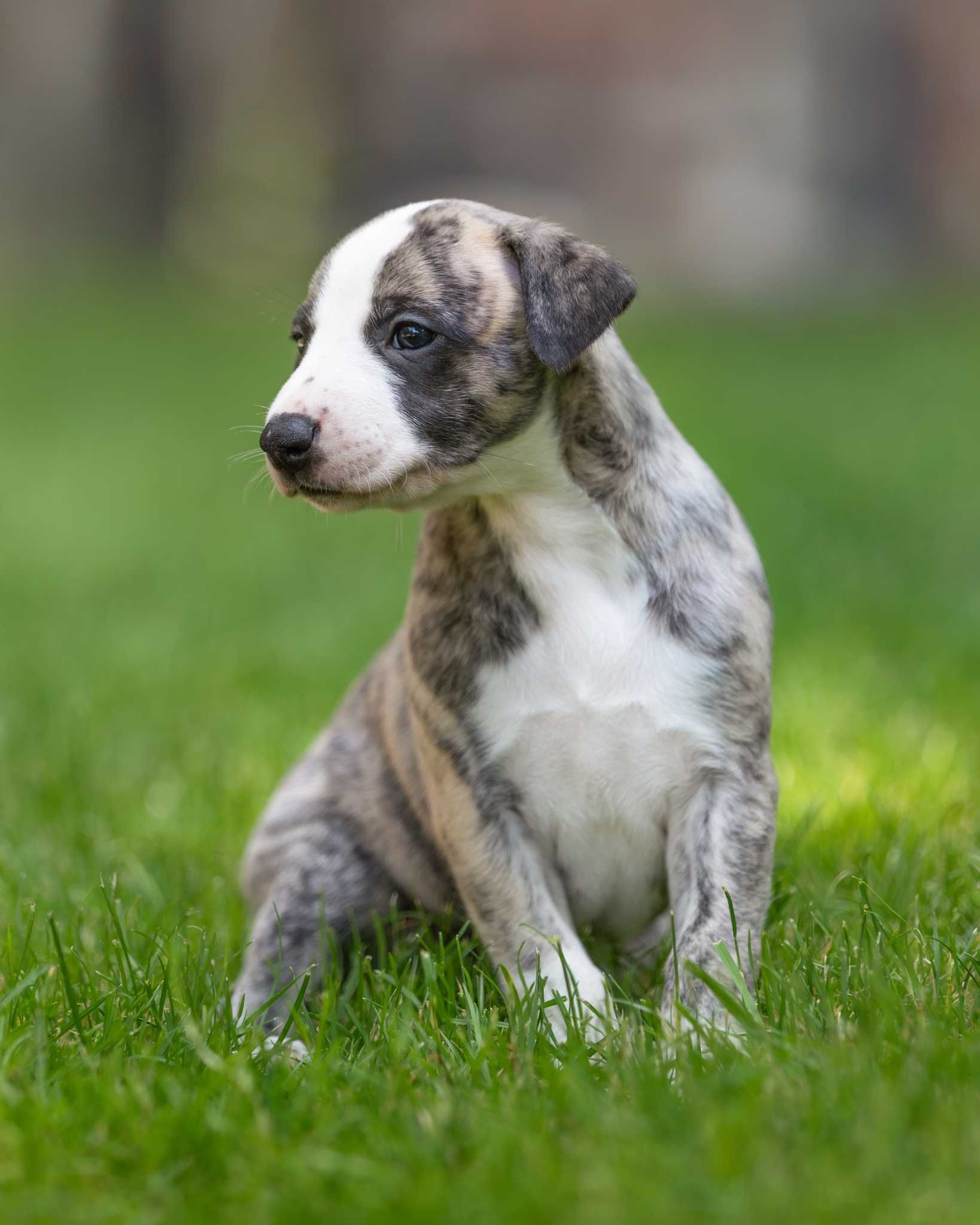 whippet chart angielski szczeniak