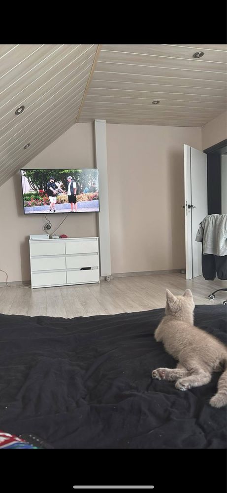 Domowy hotelik dla psów i kotów