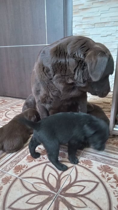 Цуценята лабрадорів