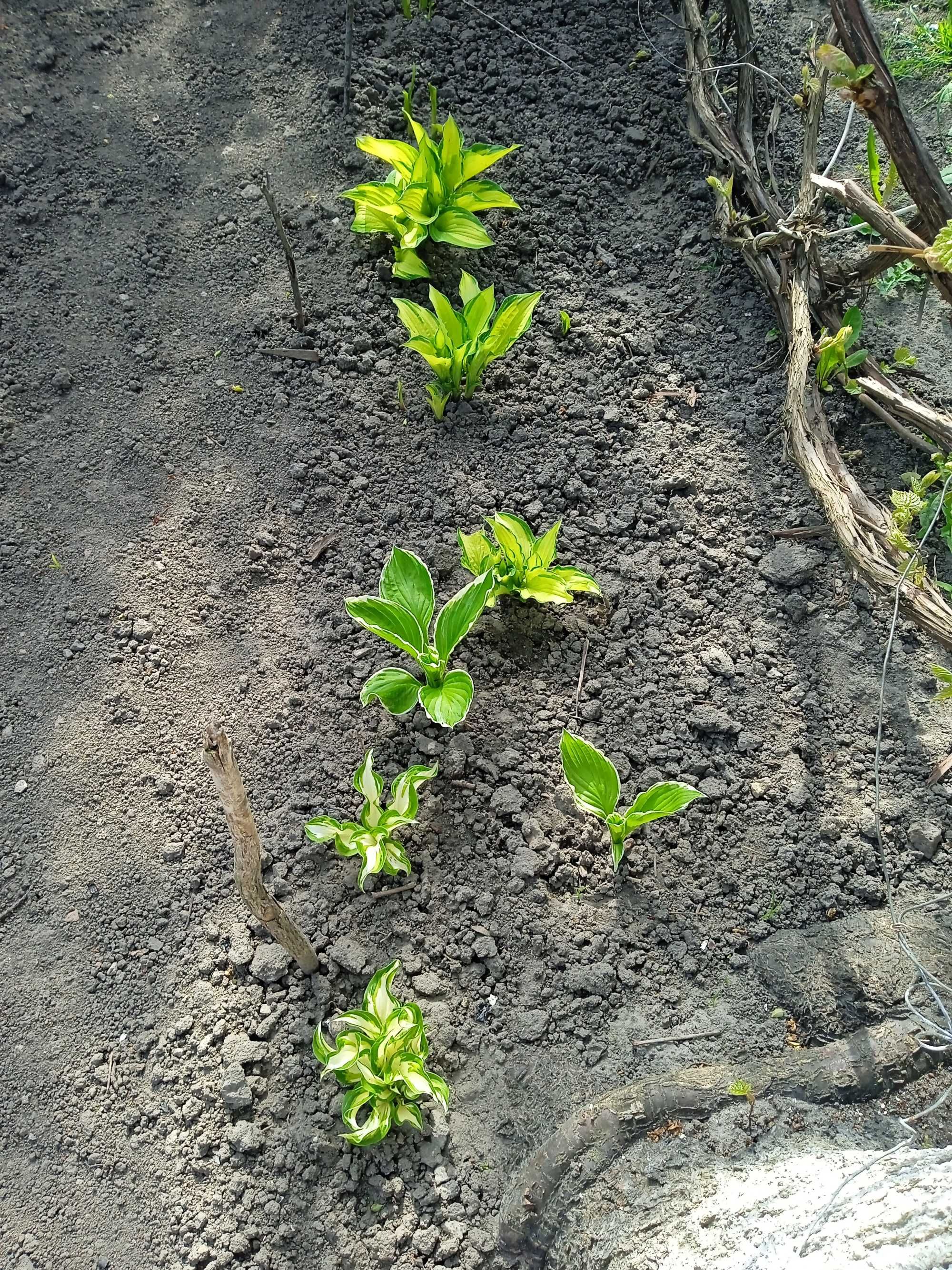 Хоста plantaginea подорожниковая хоста звичайна подорожникова поділки