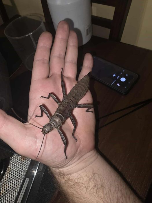 Straszyk nowogwinejski i filipiński