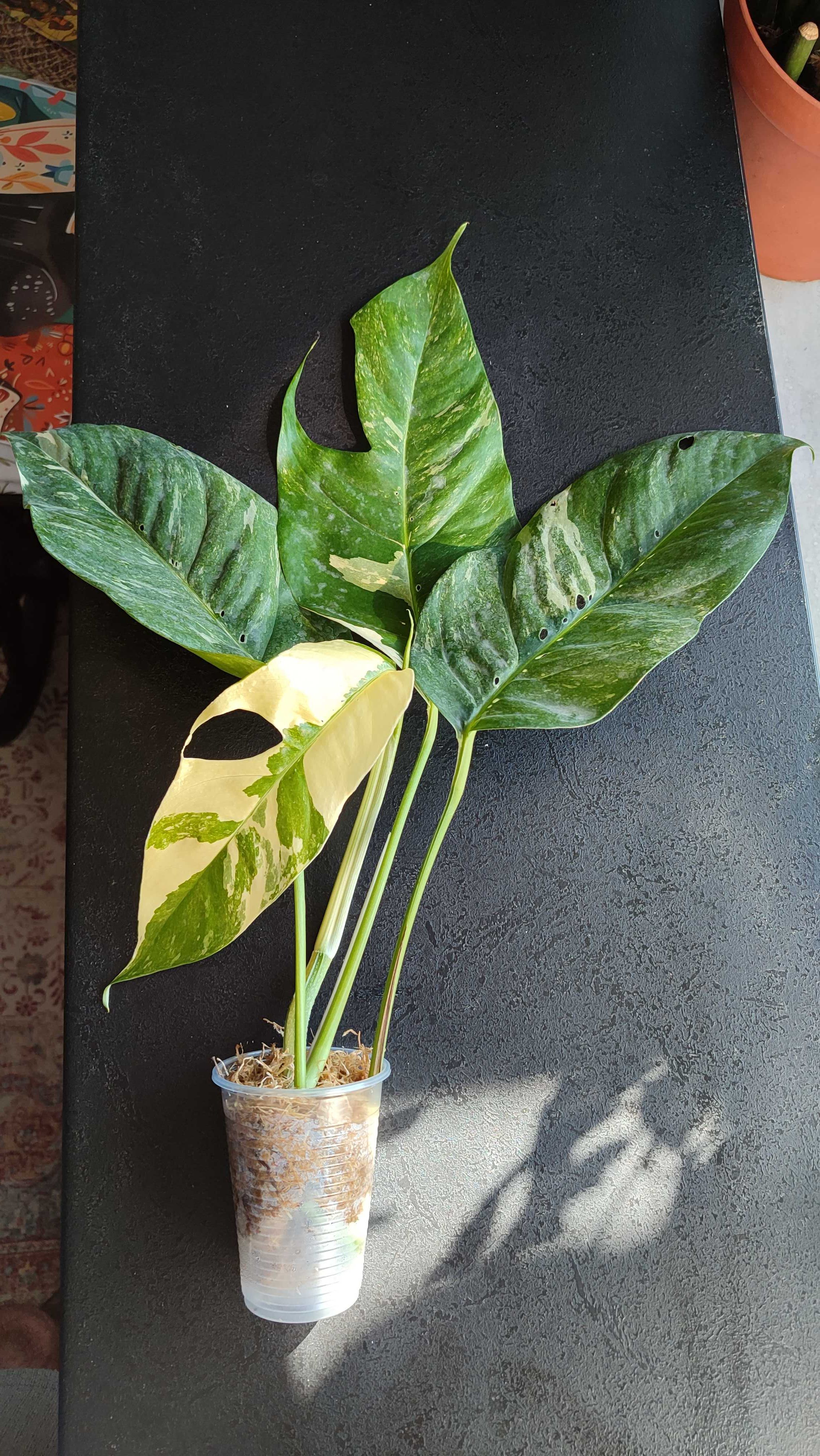 Monstera Epipremnum pinnatum variegated