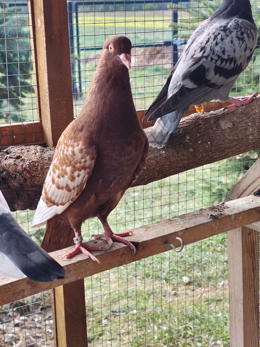 Rysie czerwone i żółte