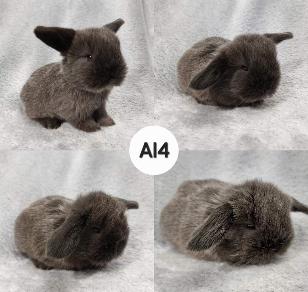 Królik Baranek Miniaturka MINI LOP