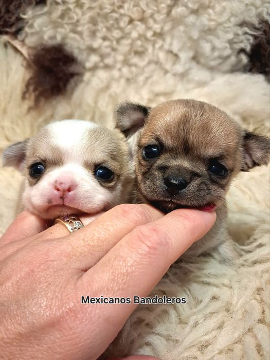 NAJPIĘKNIEJSZA MINI KRÓLEWNA chihuahua.  Krótkowłosa dziewczynka !