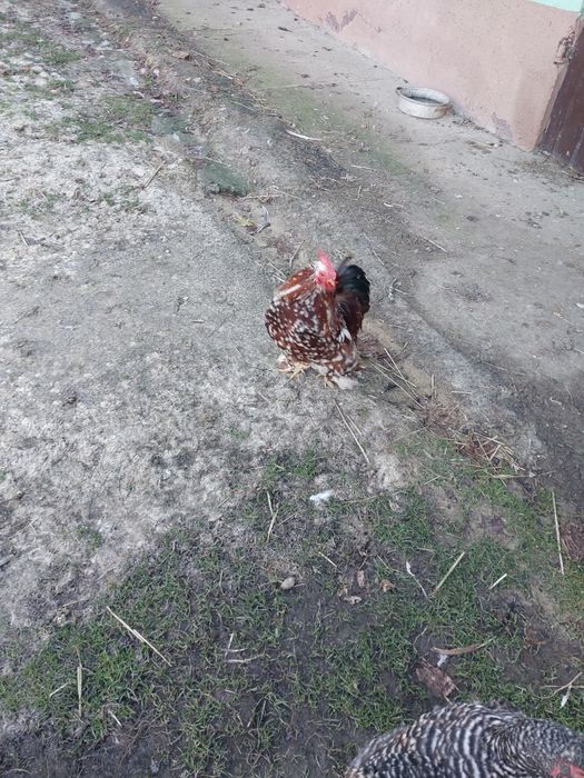 Kochiny miniaturowe,  silka amerykańska