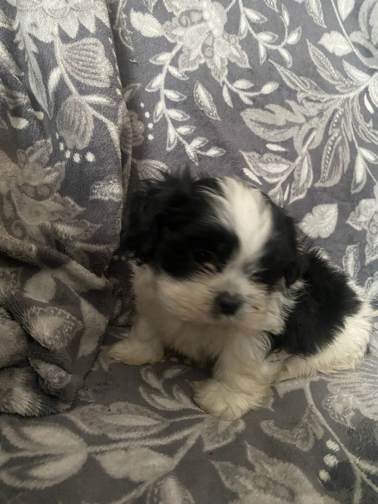 Piesek rasy shih tzu