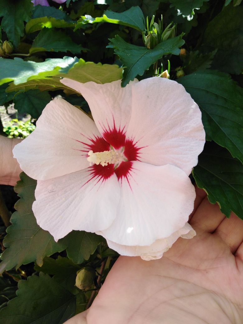 5 szt. Pakiet HIBISKUS Róża Chińska Sadzonki