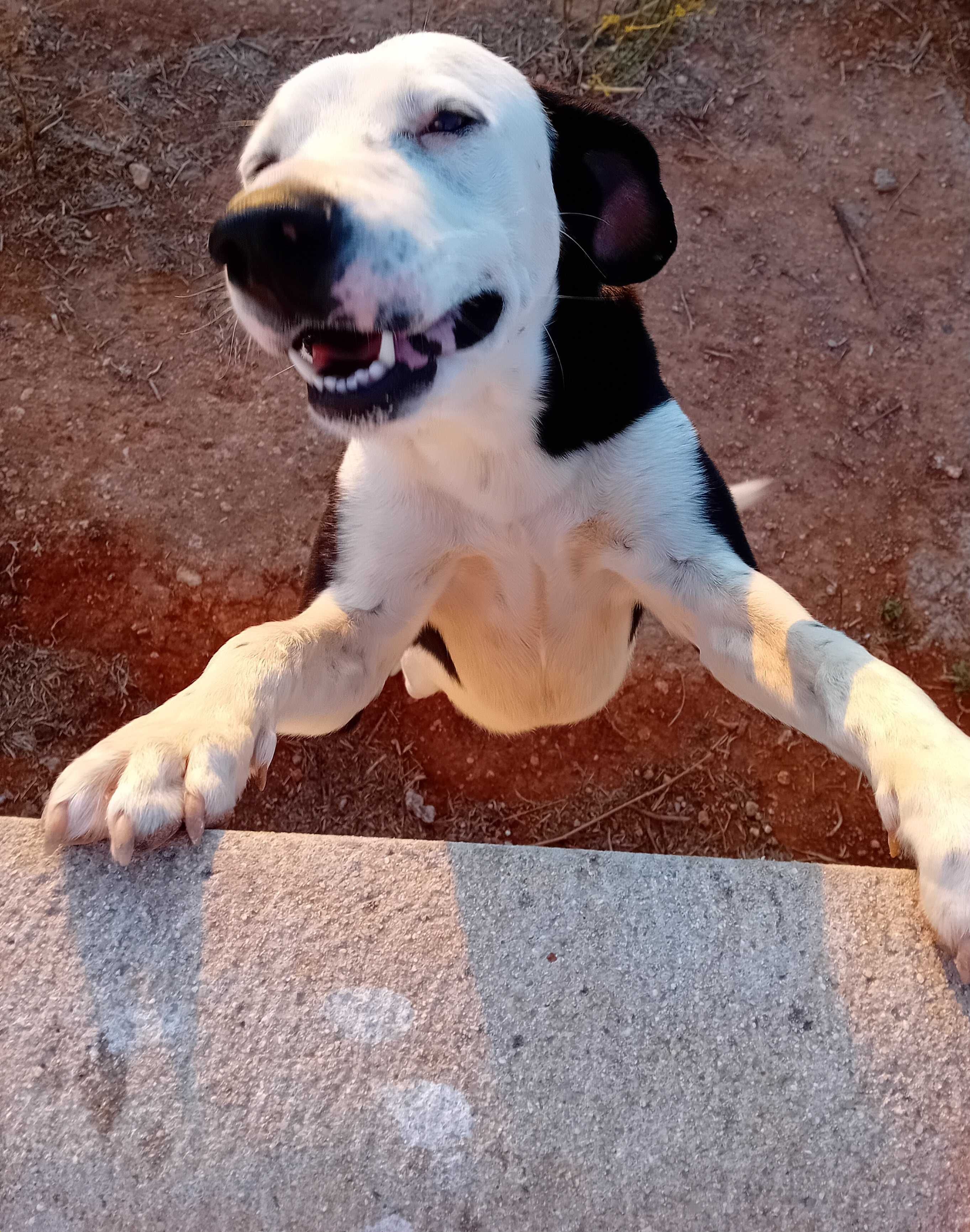 Para adopção responsável