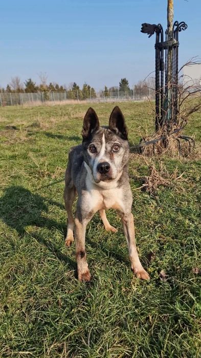 Zaniedbany pies Dżok do adopcji!