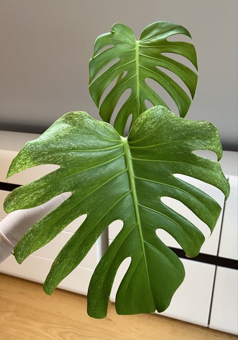 Monstera Deliciosa Mint (szczyt)