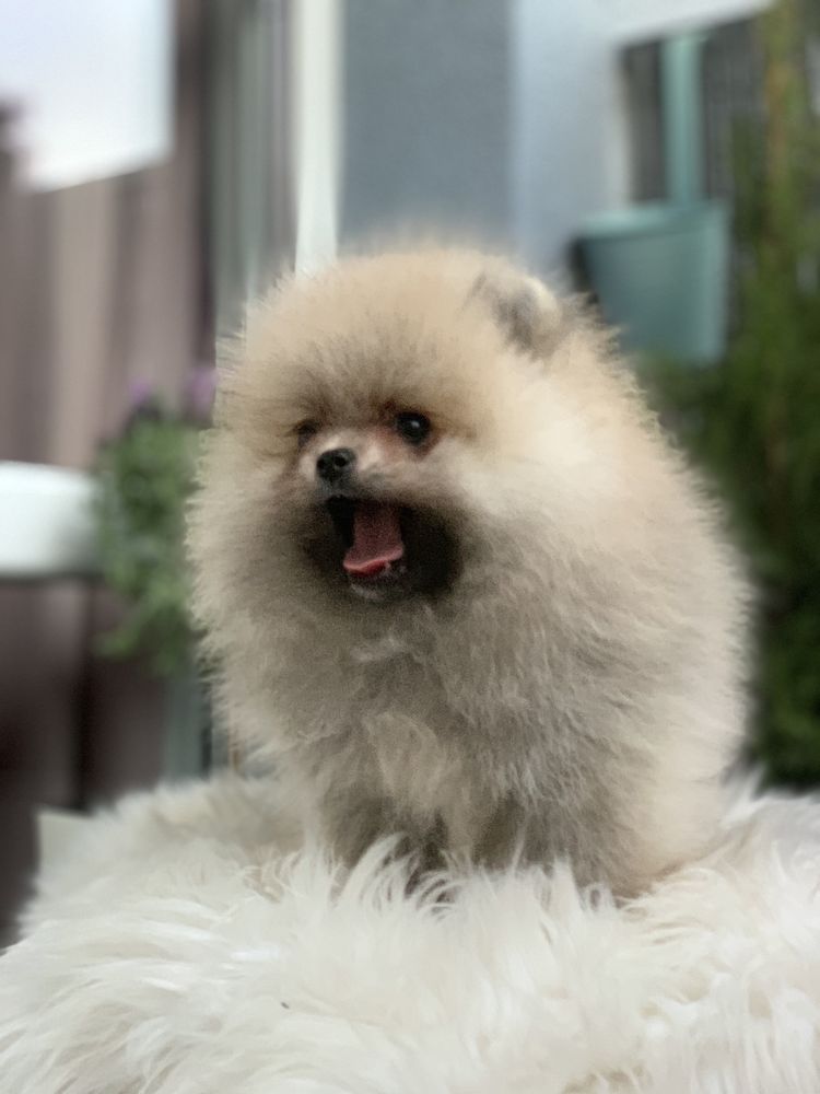 Pomeranian Szpic Miniaturowy sunia FCI