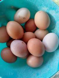 Ovos caseiros de galinha ao ar livre