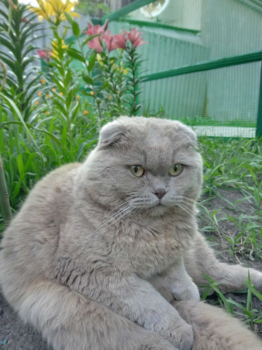 Бабаи. Ищем  котика лиловый вислоухий