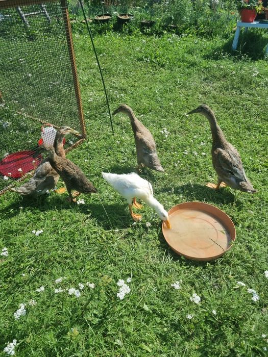 Parka biegusow Indyjskich koło Torunia