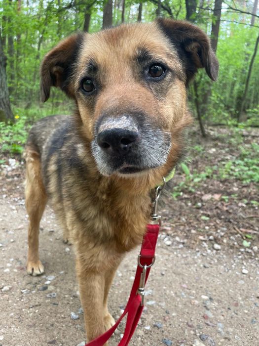 Kochany Gomez na tropie domu