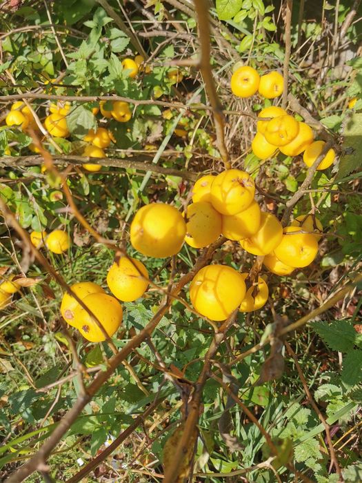 Pigwowiec japoński pigwa