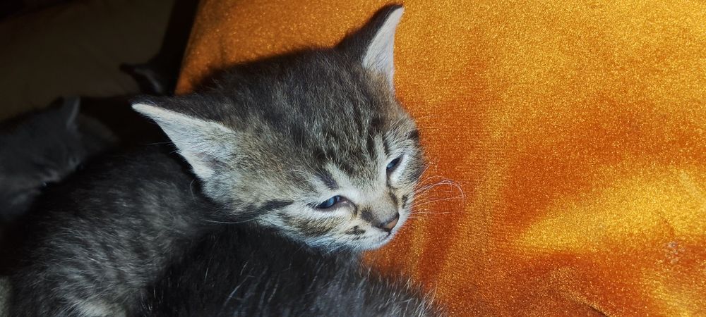 Oddam cztery kociaki  półtorej miesięczne