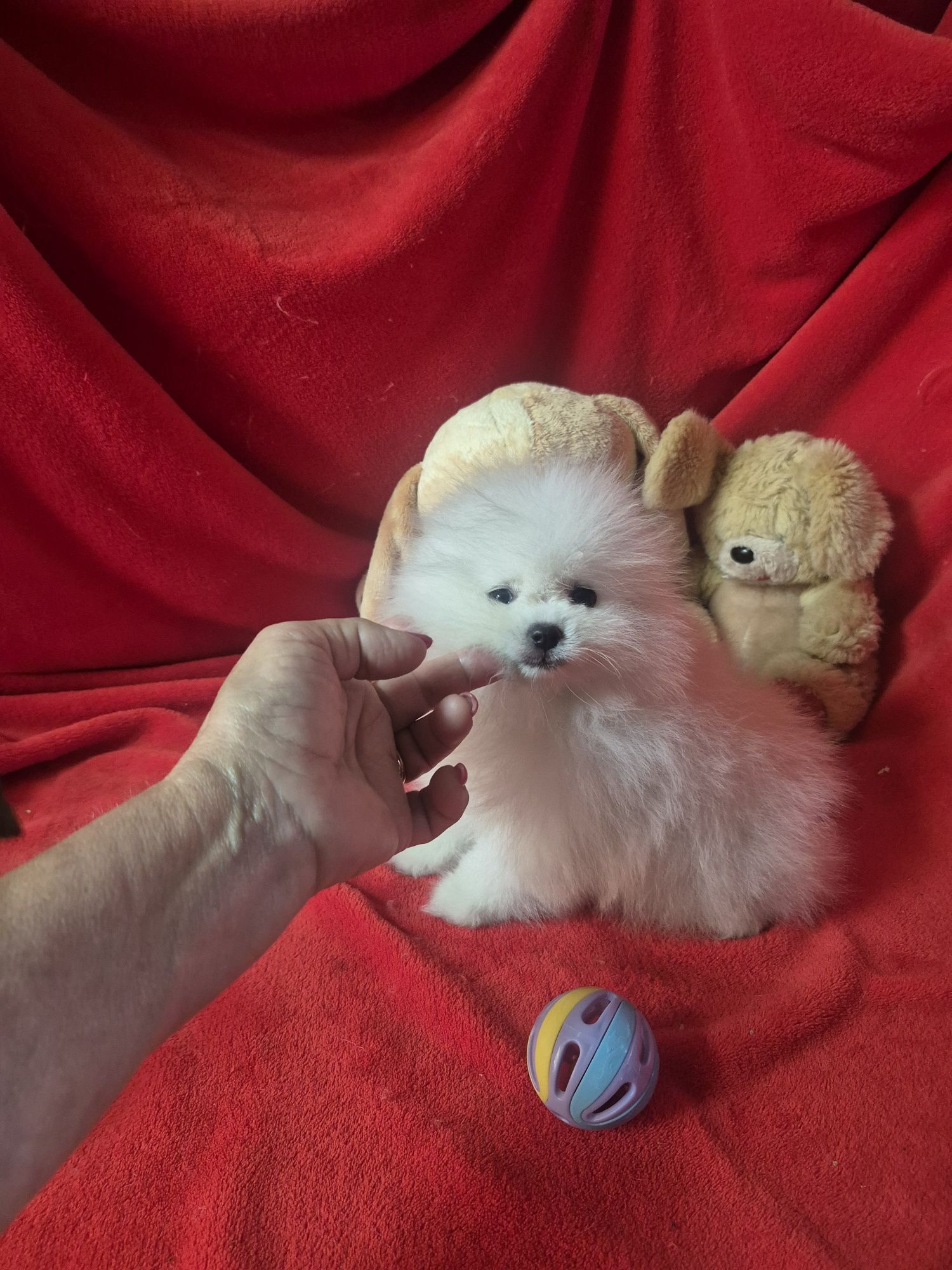 Spitz Alemão Anão  Mini Com LOP e Afixo Criadora Registada PT 308