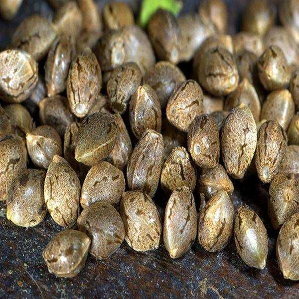 Futura Nasiona kwalifikowane z certyfikatem C2 do siewu 2025 PROMOCJA