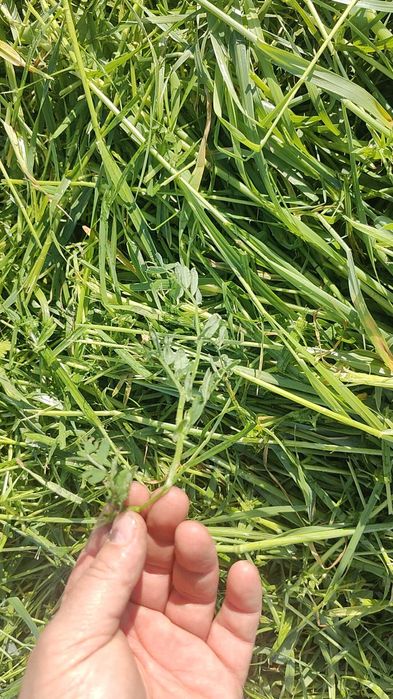 Mieszanka traw życica lucerna koniczyna trawa wysyłka