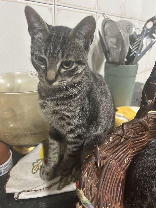 gatinhos para adocao