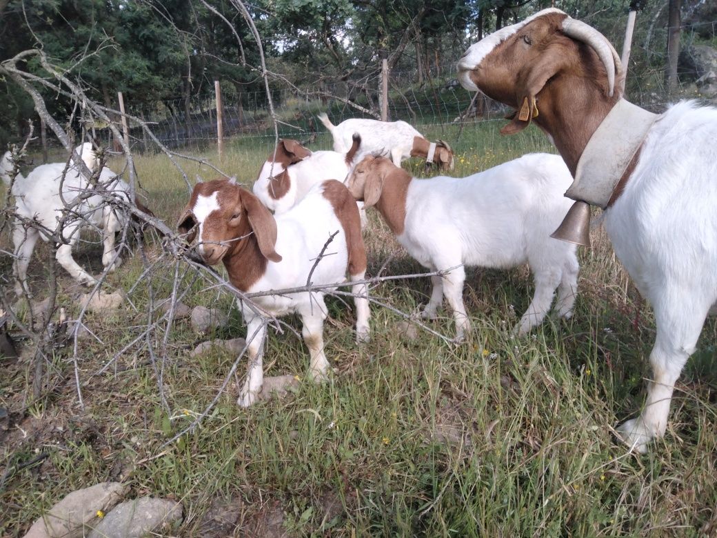 Fêmea boer 5 meses