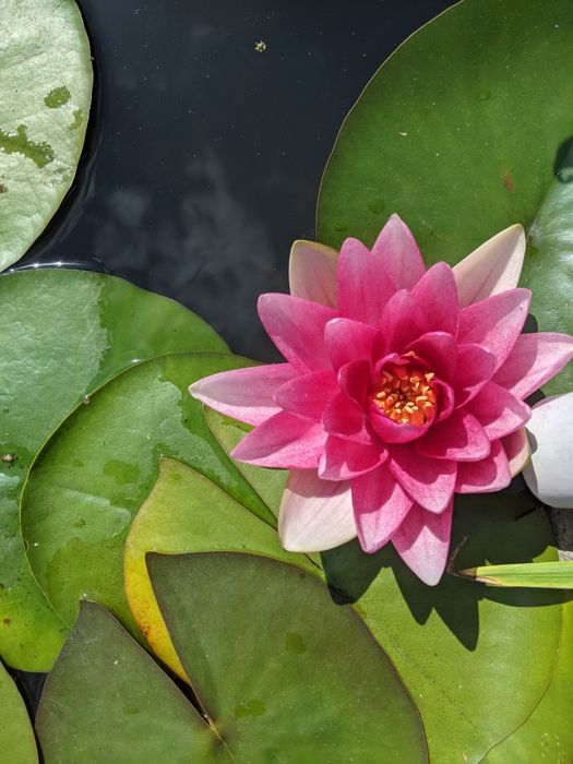 Кувшинка (нимфея) розовая и белая