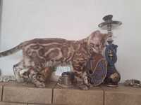 Котик бенгальской породы (Минк)