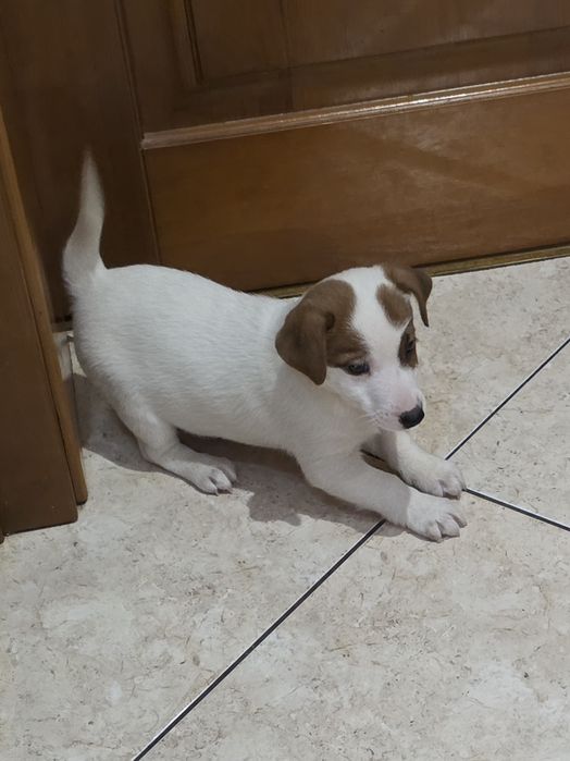 Jack Russell Terrier- piesek