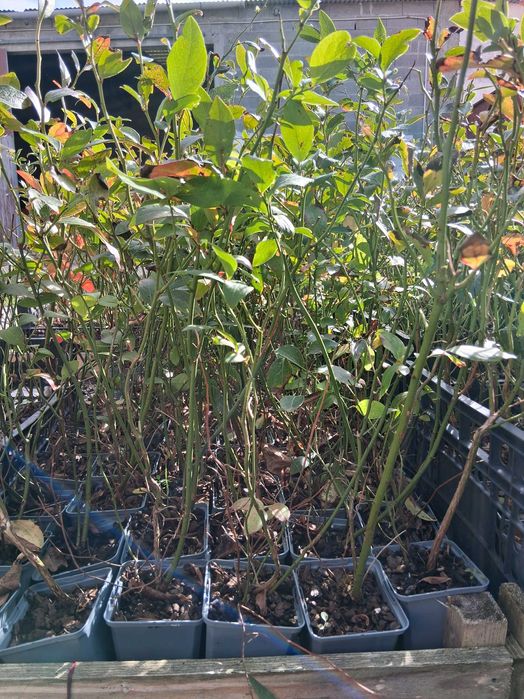 Plantas de mirtilos em vaso P9