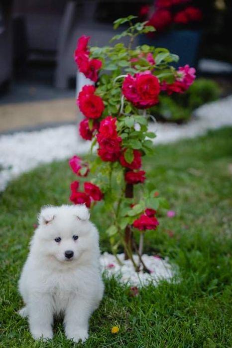 Samoyed Biały Szczeniaczek