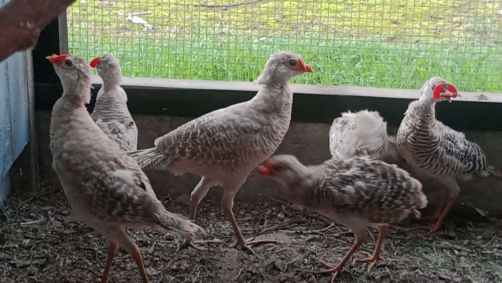 Sprzedam piękne bażanty